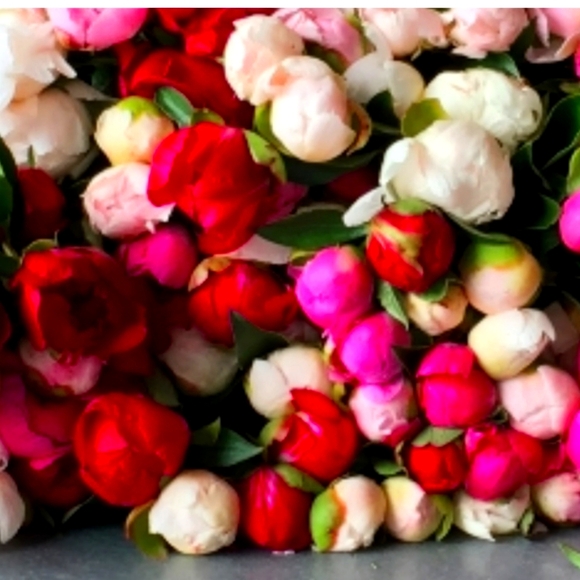 Meet your Posher, Sonja - Picture 1 of 1